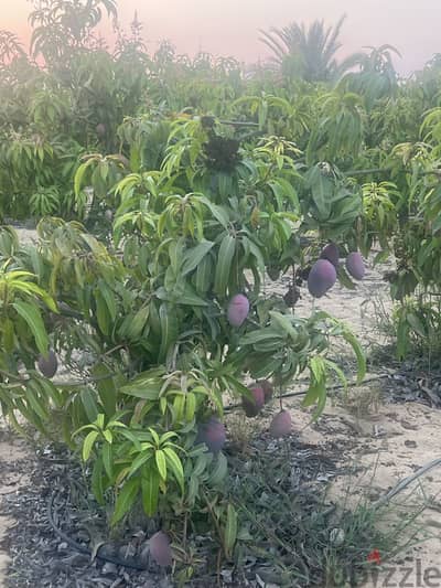 مزرعة مانجو و كلامانتينا  للبيع جمعية العاشر