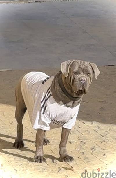 Cane corso كين كورسو