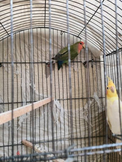 روز  البينوا