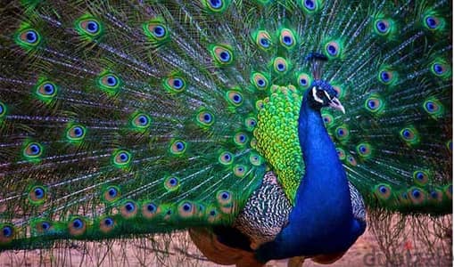 lovely birds