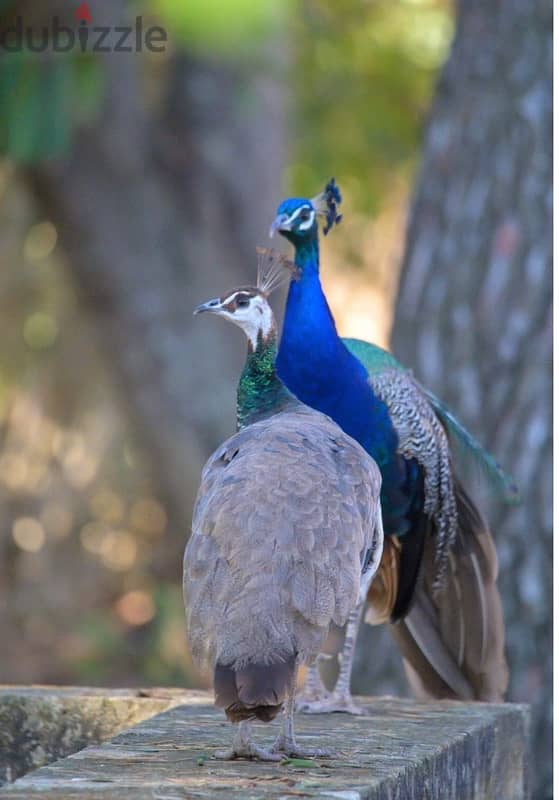 lovely birds 1
