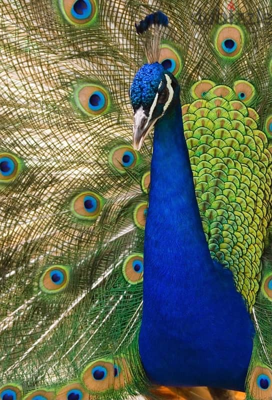 lovely birds 2