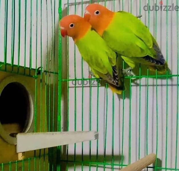 lovely birds 3