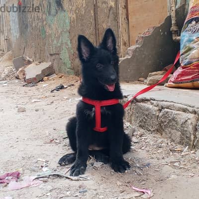 بنوته رويال بلاك