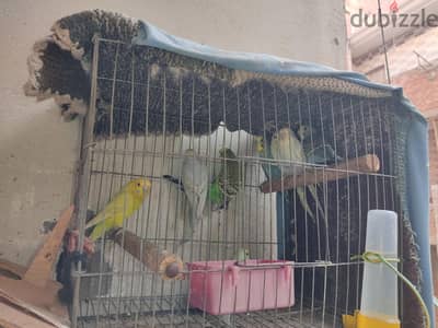 طيور/ عصافير استرالي  الوان نادرة
