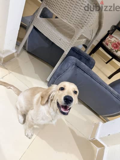 Golden retriever