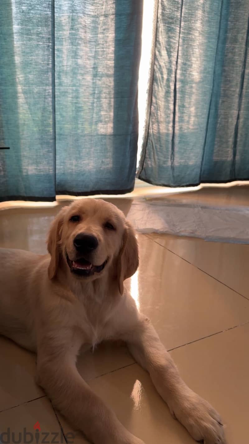 Golden retriever 1