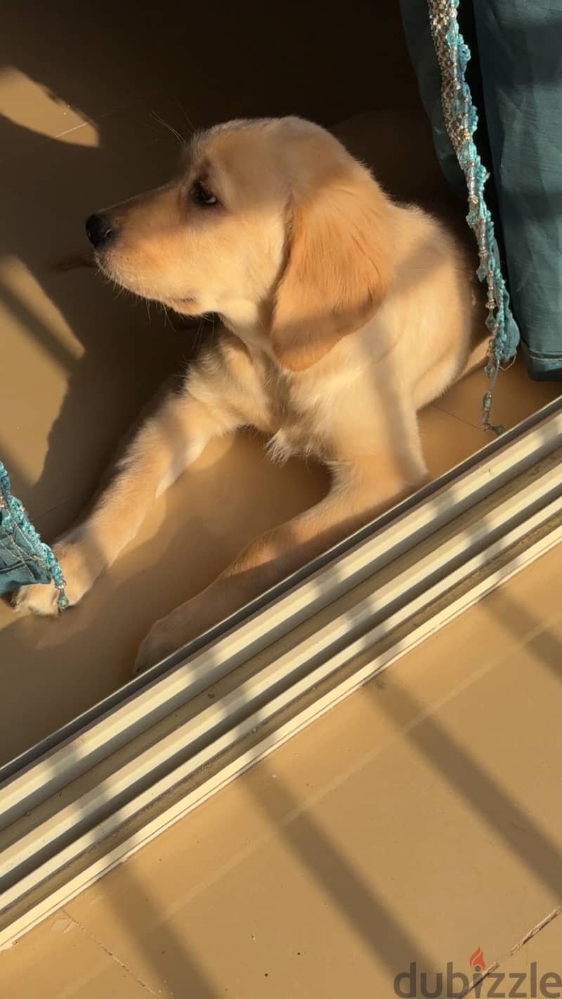 Golden retriever 2