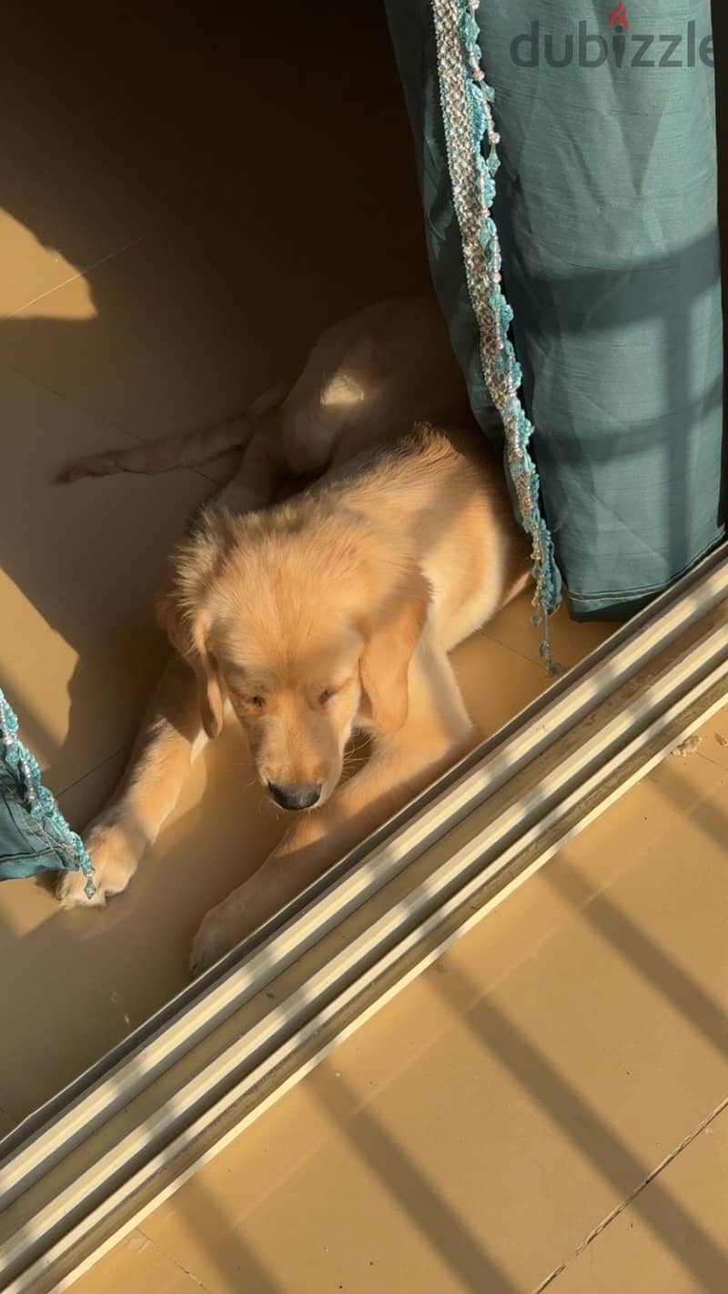 Golden retriever 3