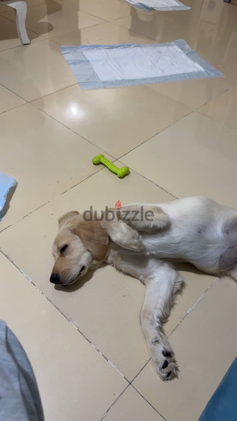 Golden retriever 4