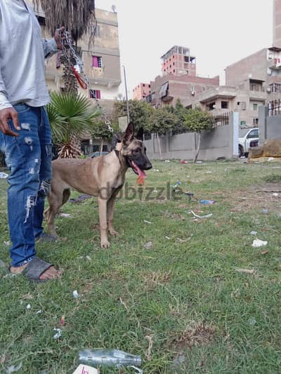 جروايه مالينو 5شهور تدريب حراسه وا طاعه دم حامي بنت كابوس