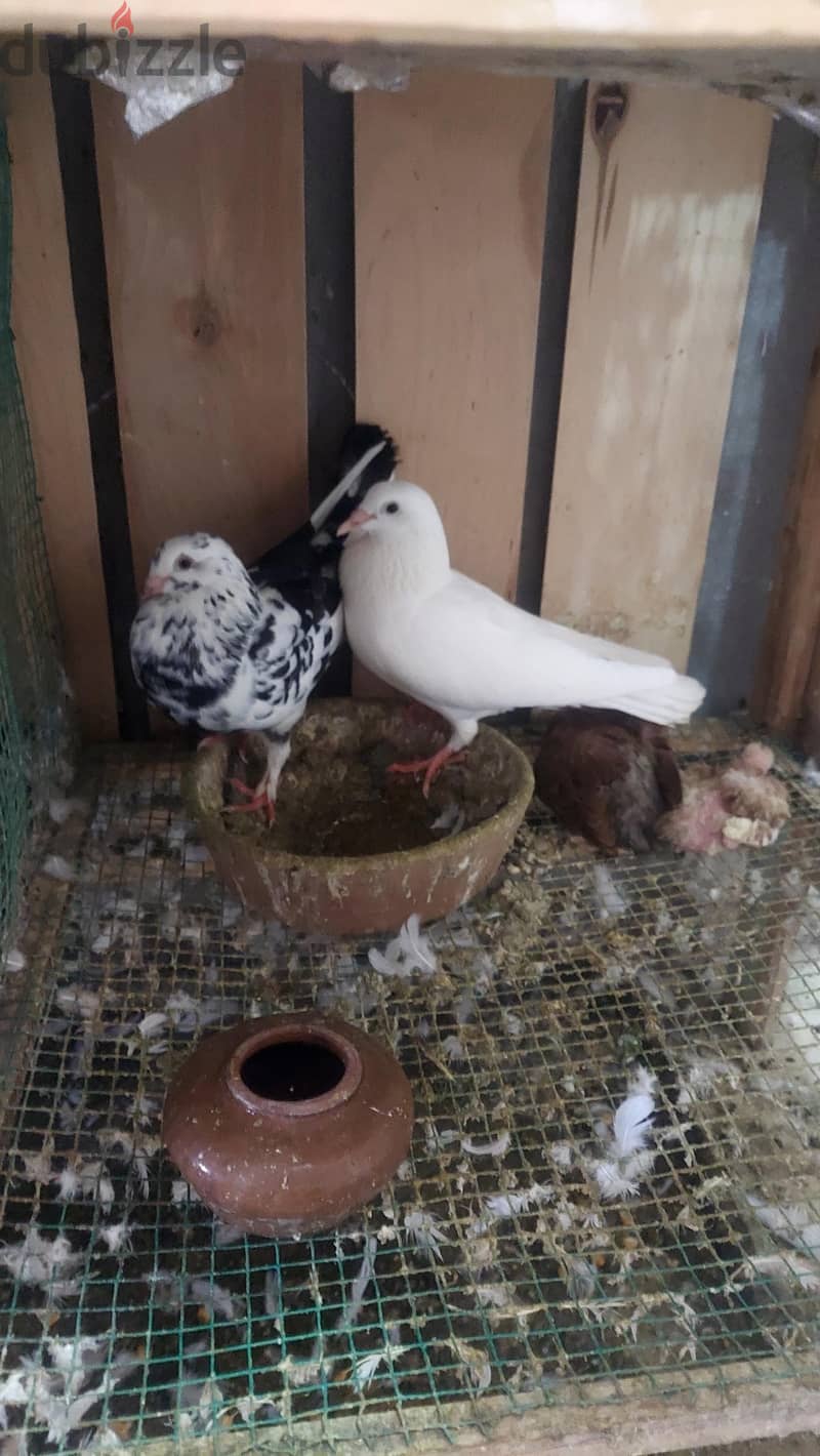 حمام بلدي 3
