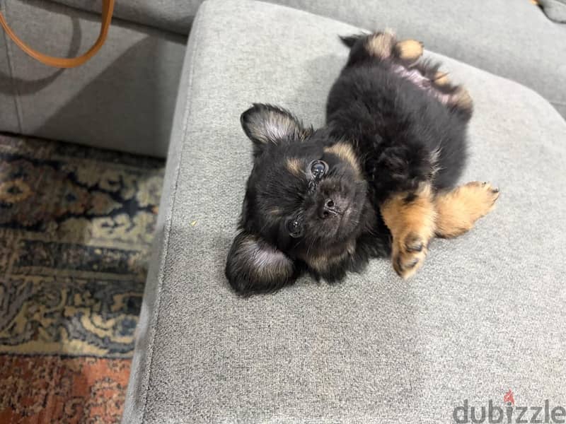 pekignese puppy 2