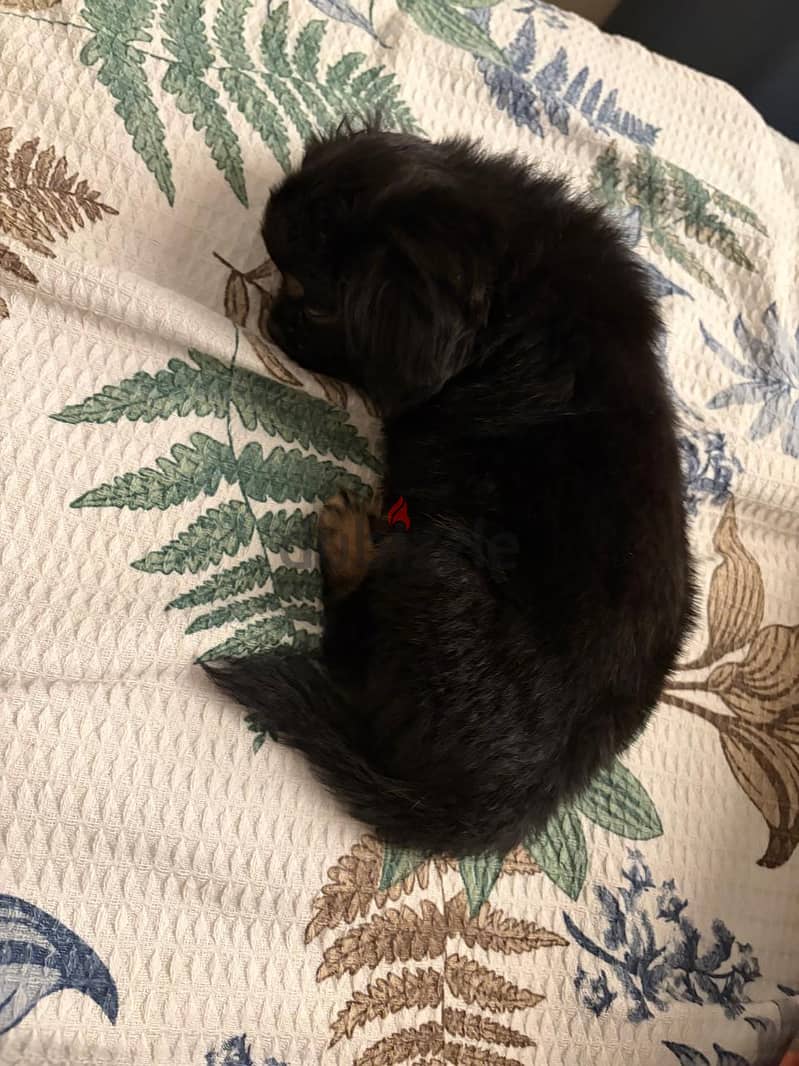 pekignese puppy 3