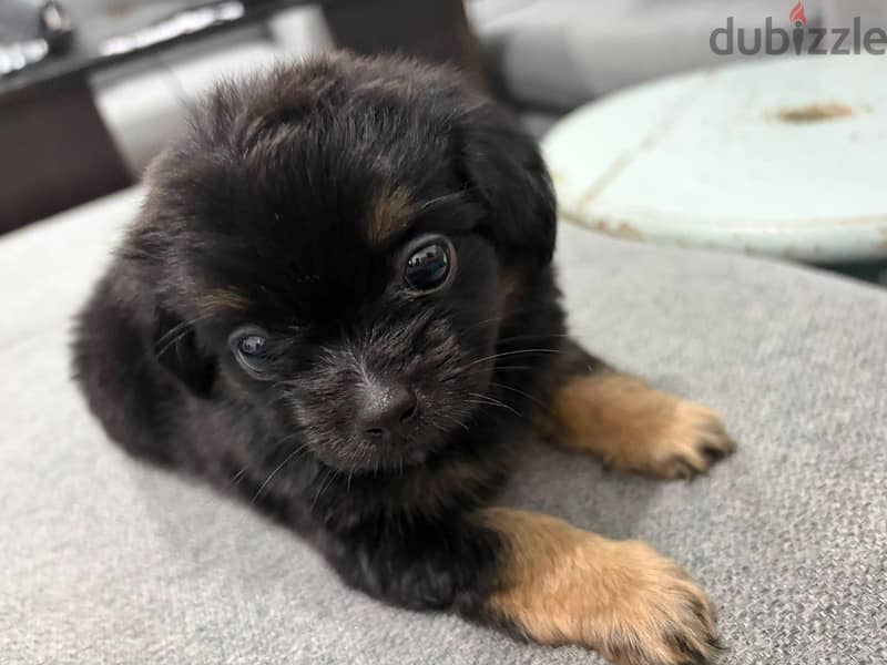 pekignese puppy 4