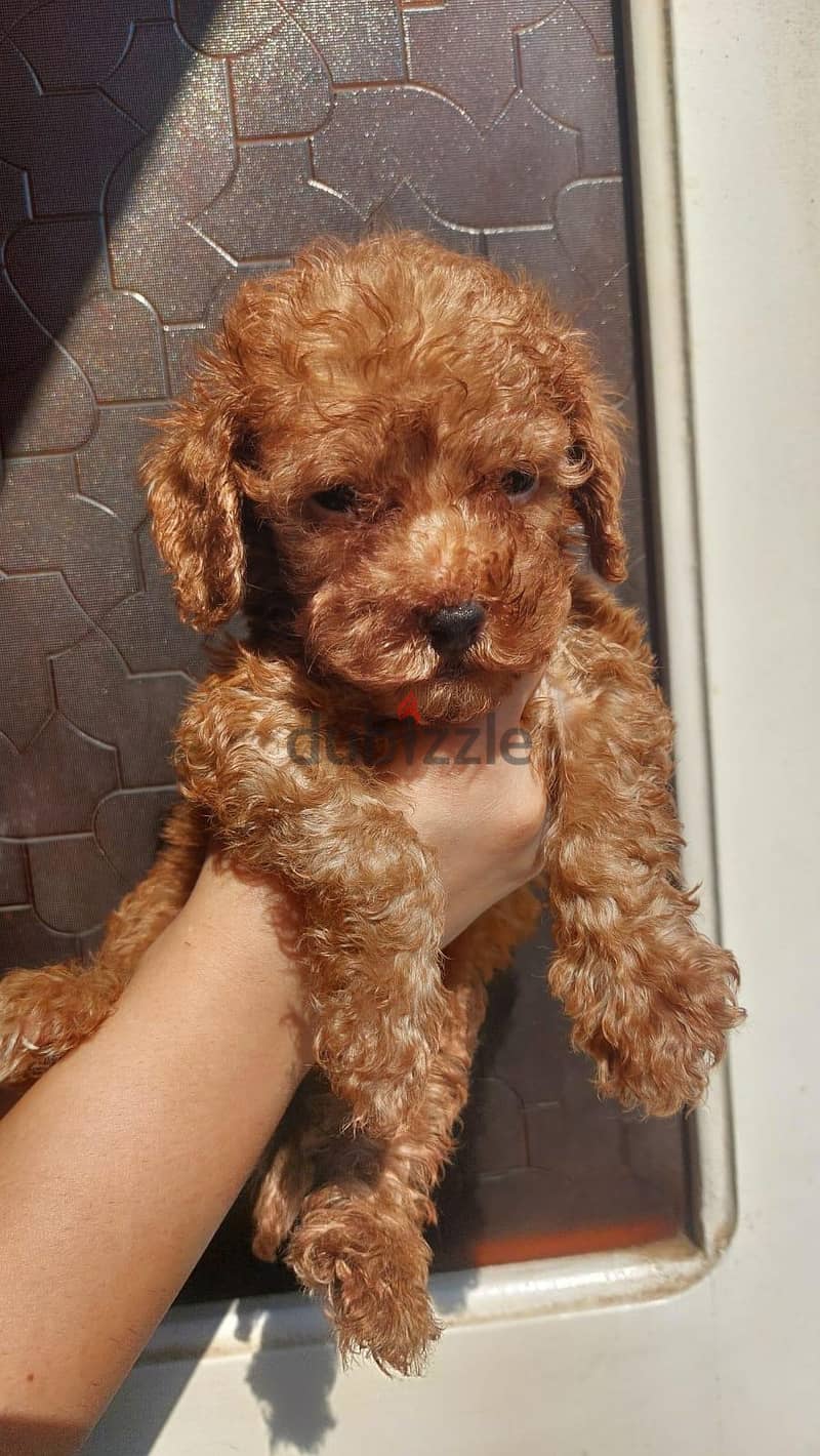 toy poodle 1