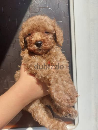 toy poodle