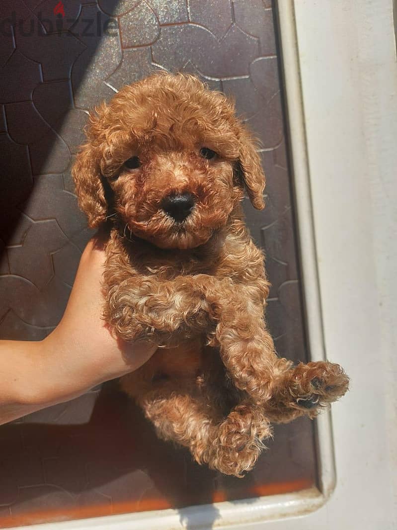 toy poodle 2