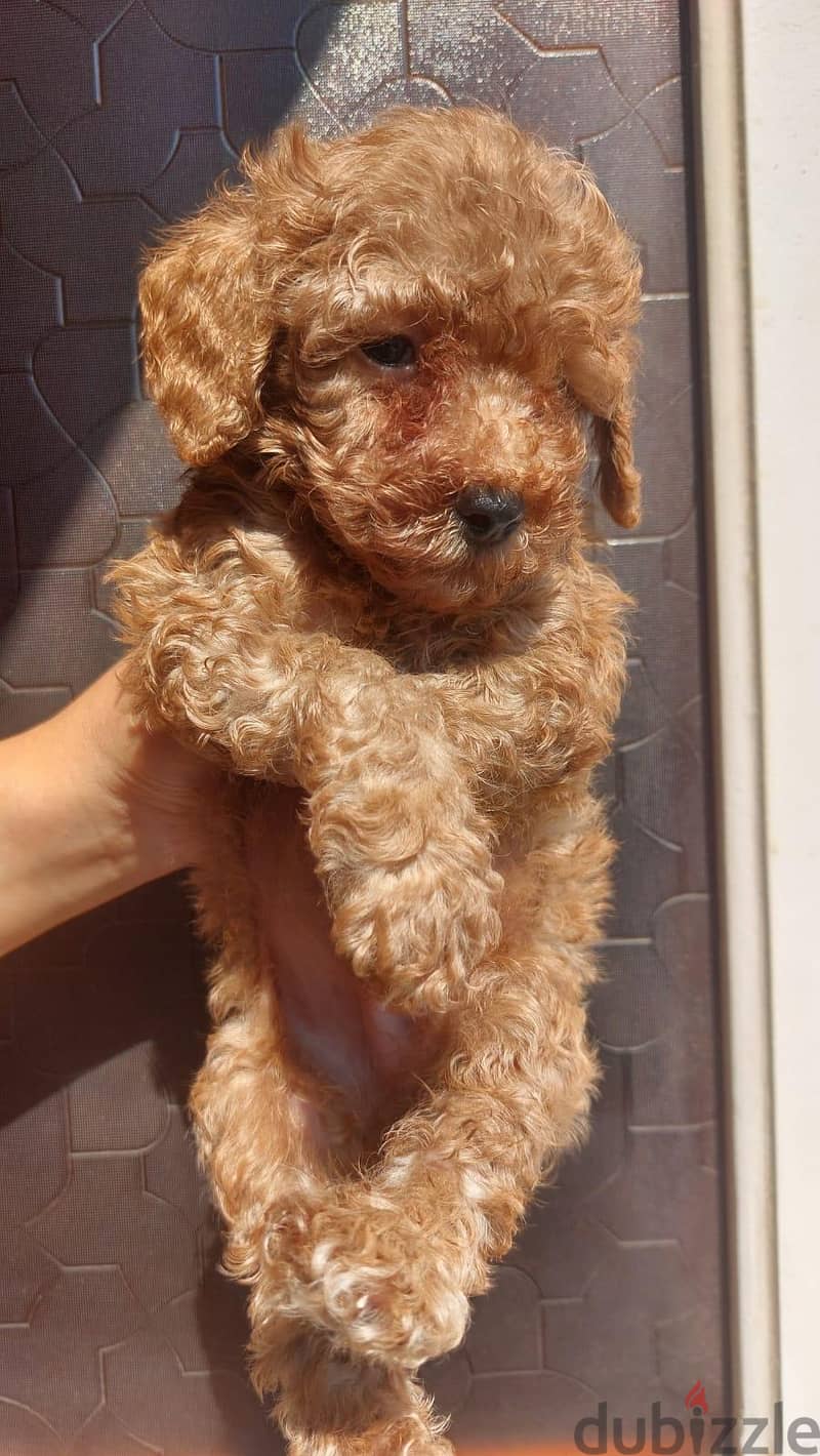 toy poodle 3