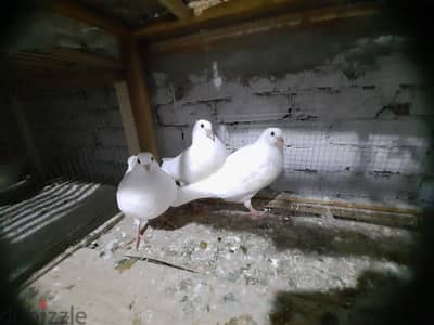 زغاليل لاحم فرنسى