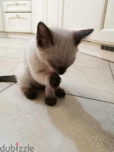 Newborn siamese cat for adoption, contact 01066638564