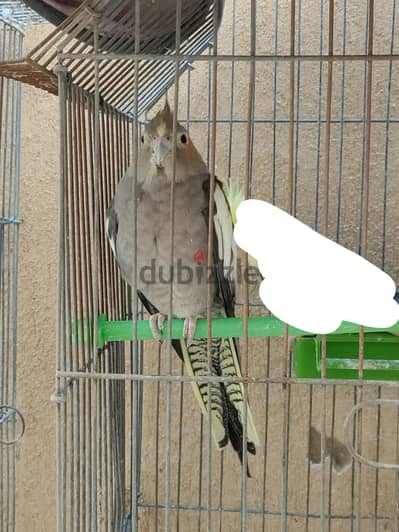 للبيع فردين كوكتيل