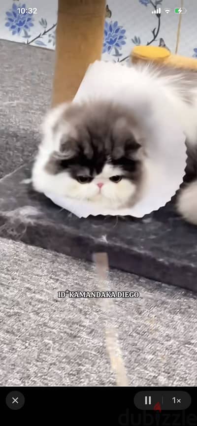 محتاجه مريلة القطط دي