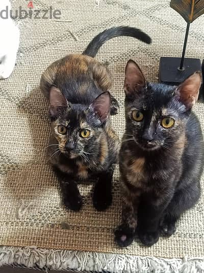 twins For adoption nasrcity 