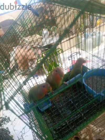 روز اخضر بدون عض