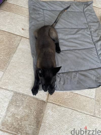 Malinoi