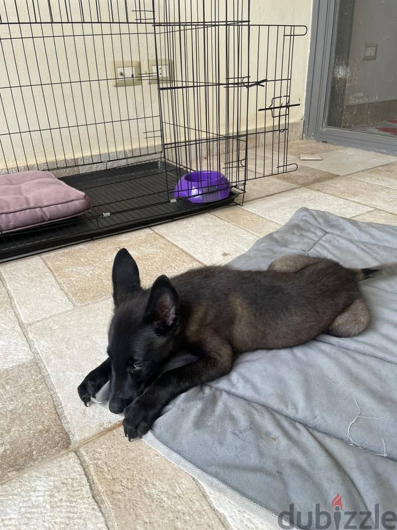 Malinoi 4