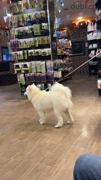 Samoyed dog for sale