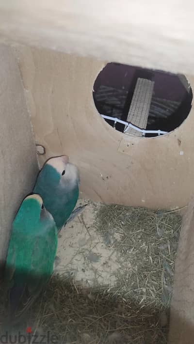 عصافير روز للبيع