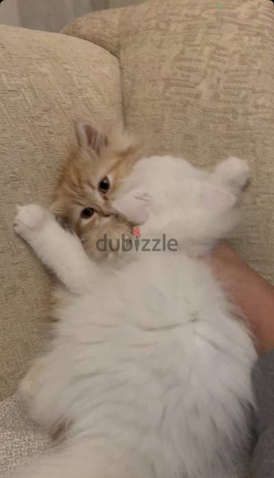 متاح استضافة قطط