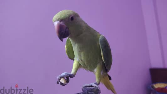 درة هندي