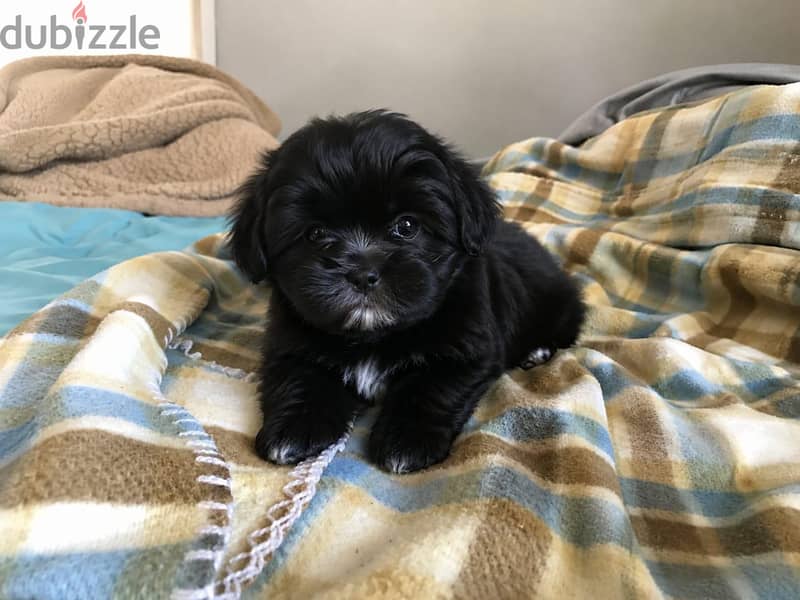 Havanese Puppies 1