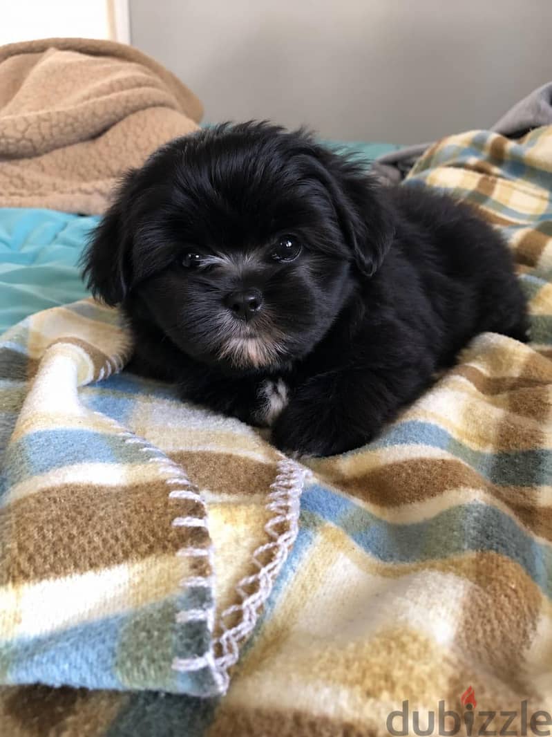 Havanese Puppies 4
