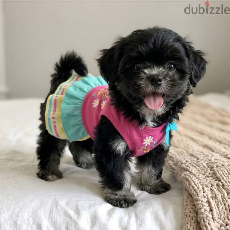 Havanese Puppies 5