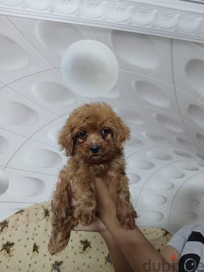 Toy Poodle