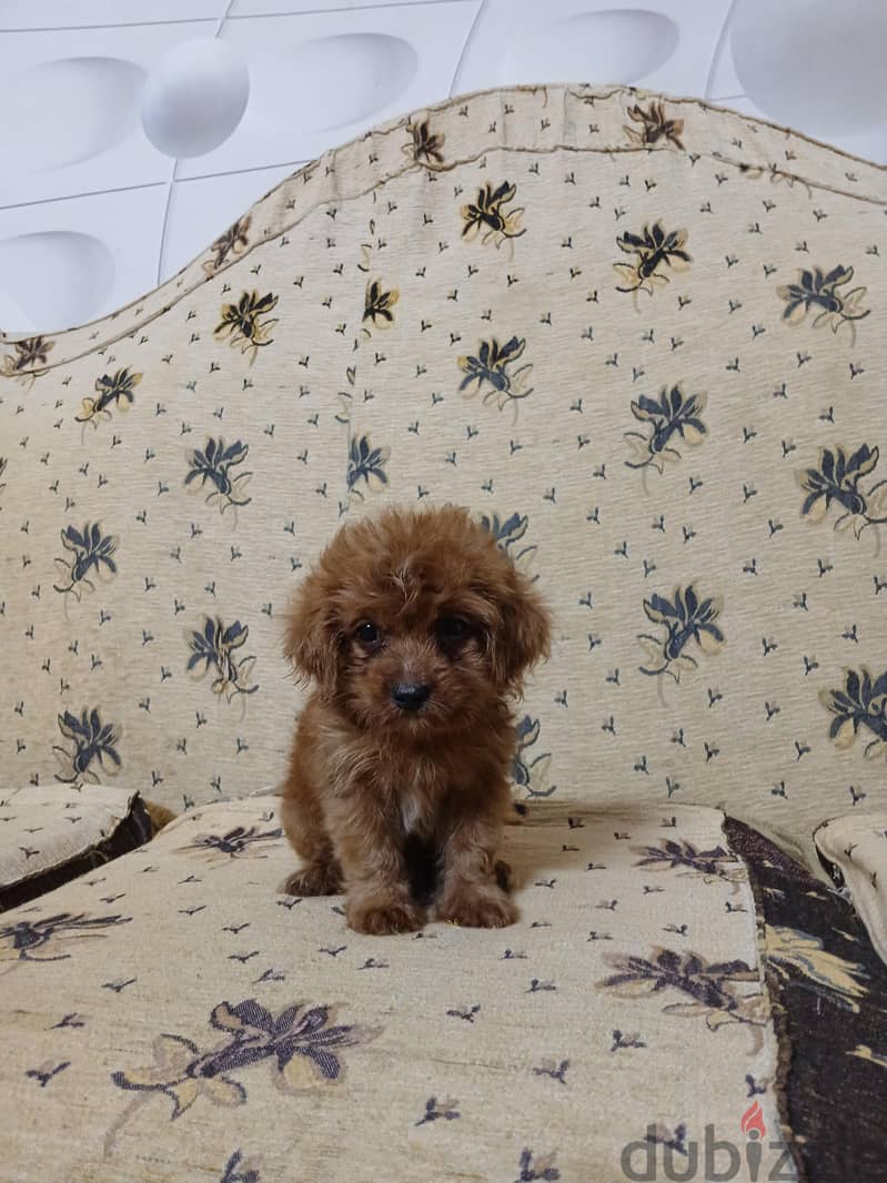Toy Poodle 1