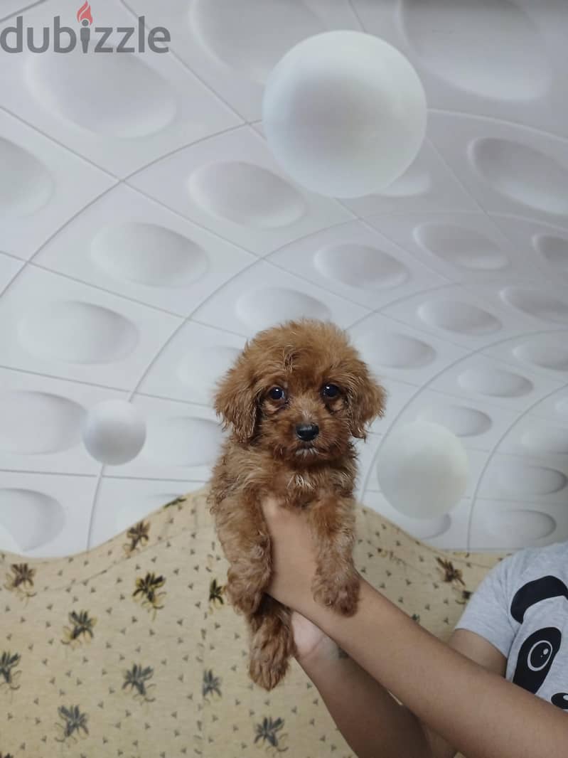 Toy Poodle 2