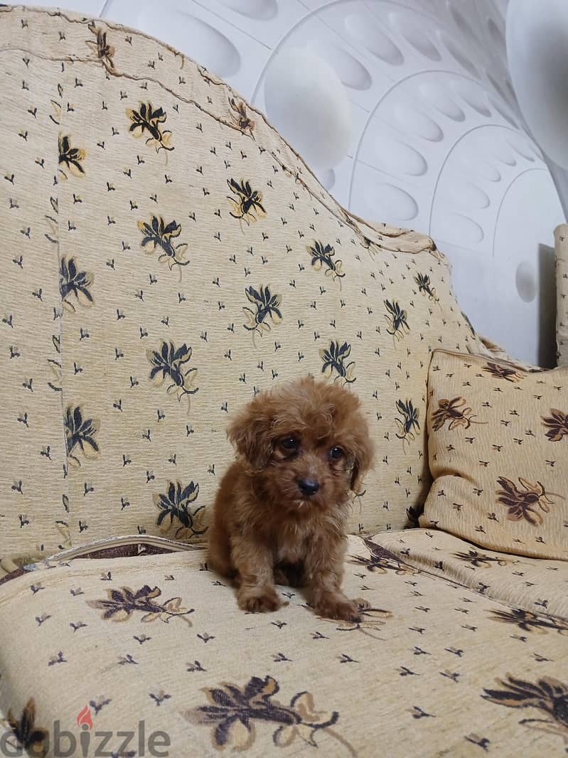 Toy Poodle 3