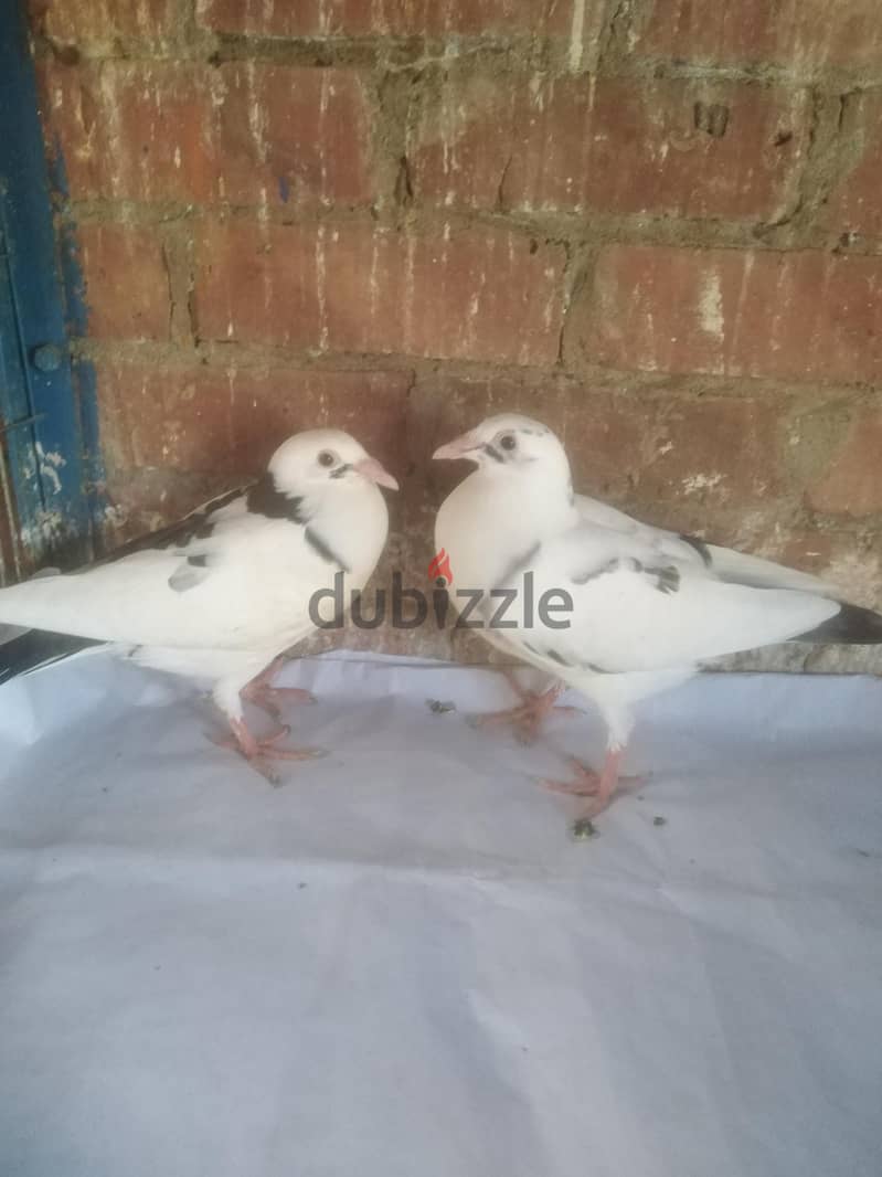 زغاليل 4