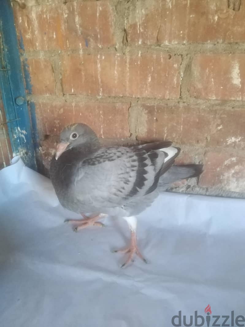 زغاليل 14