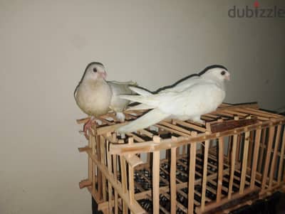 حمام للبيع