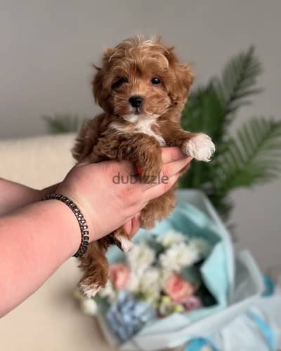 Maltipoo مالتيبو