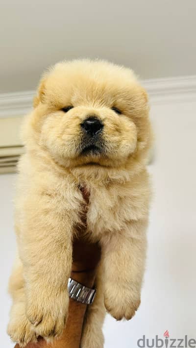 Premium quality Chow Chow تشاو تشاو