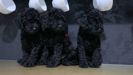 available female and male toy poodle black