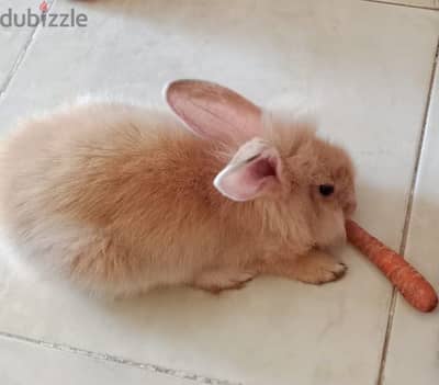 ارنب انجورا زينة لعبي جميل في البيت