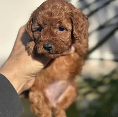 Maltipoo مالتي بو - toy poodle - توي بودل